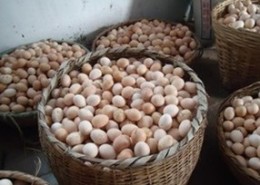 供应土鸡蛋及草鸡蛋