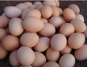 供应土鸡蛋和柴鸡蛋