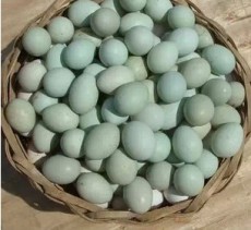 供应湖南绿壳蛋黑鸡种蛋