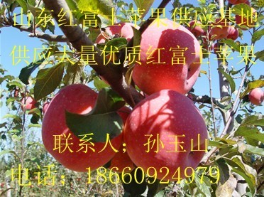 山东红富士产地在哪 山东红富士苹果