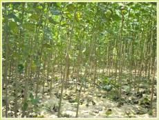 杨树具有优越的水土保持功能
