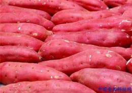 山东优质红薯供应