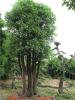 永达香樟基地供应40公分香樟树 5000棵
