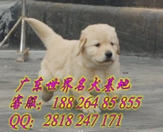 广州里有卖金毛犬 广州哪里的金毛犬最好养
