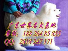 广州哪里有卖萨摩耶犬 广州萨摩耶犬价格