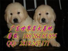 广州番禺区哪里有卖宠物狗金毛犬