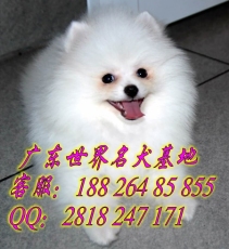 广州哪里有纯种博美犬 广州博美犬什么价格