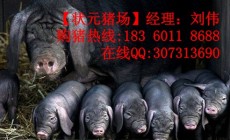 枣庄太湖母猪价格多少
