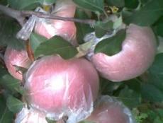 山東紅富士蘋果供求 紅富士蘋果價(jià)格