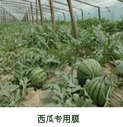 聊城西瓜專用膜批發商哪家好