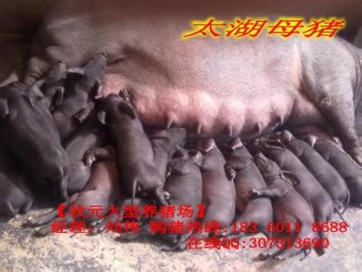 泰安太湖母猪价格多少