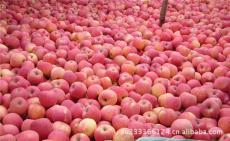 山東紅富士質(zhì)量最好山東紅富士基地基地價(jià)格