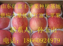红富士苹果种植基地 红富士苹果产地