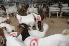 种羊多少钱斤 波尔山羊养殖场