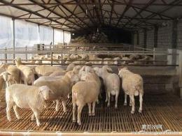 60斤的小尾寒羊价格 小尾寒羊养殖场