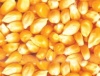 大量求购玉米 大豆 高粱 碎米等农副产品