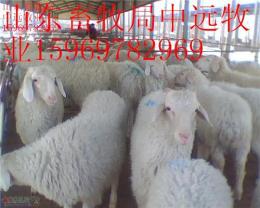 纯种山东小尾寒羊多少钱哪有小尾寒羊养殖场