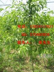 5公分苹果树+5公分苹果树+5公分苹果树