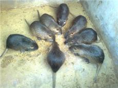 河南安阳海狸鼠种苗商品海狸鼠