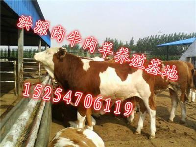 中国最大肉牛养殖场在哪里