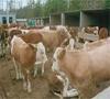 江苏常州肉牛养殖场肉牛种牛江苏小种牛价格