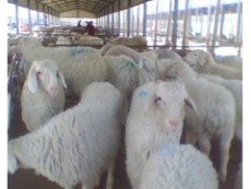 福州小尾寒羊养殖场 小尾寒羊图片