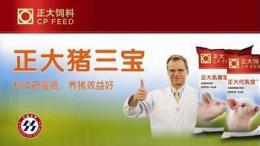 徐州豬飼料 種豬 毛豬批發(fā)廠家