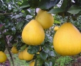 冬季丰产丰收马家柚种植经验