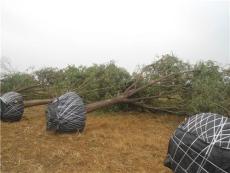 沧州国槐基地大量销售10-25公分的椿树