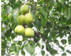 梨树对土壤酸碱适应性较广