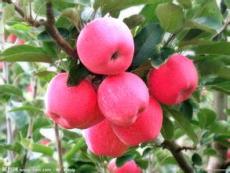 山东优质苹果树苗