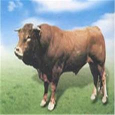 提高西门塔尔牛肉牛养殖效益的措施