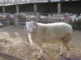 上海肉羊养殖