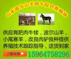 新疆布尔津哪里有卖小尾寒羊种羊的