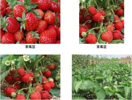 草莓苗栽植适期的确定