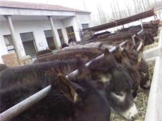 肉驴养殖场 肉驴养殖技术 山东永益牧业
