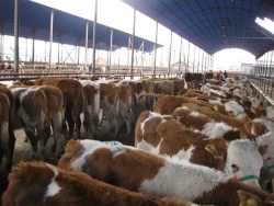 陕西肉牛养殖场 肉牛犊价格/山东永益牧业