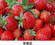 草莓苗肥水管理