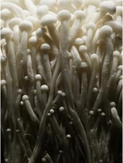 不同类型基质的蘑菇种植技术