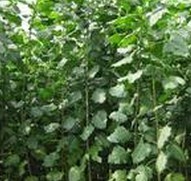 河南107速生毛白楊苗木低價(jià)批發(fā)