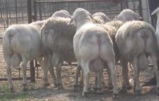 肉羊养殖场 波尔山羊 黑山羊的养殖利润