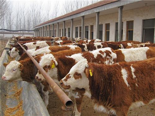 山东济宁哪里有肉牛养殖场