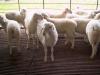 供应市场波尔山羊成年羊价格幼羊苗价格