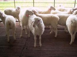 供应市场波尔山羊成年羊价格幼羊苗价格
